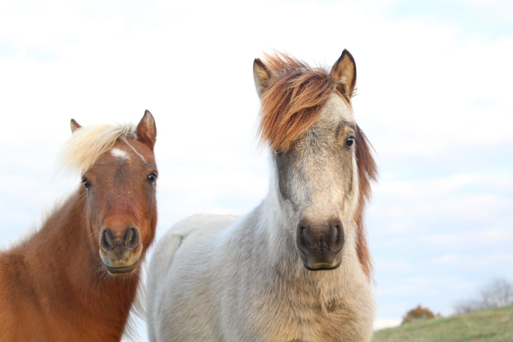 Dr.HughesHorsePhotos